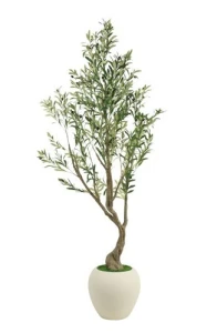 Oliwka w donicy 40x40x214cm