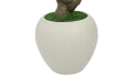 Oliwka w donicy 50x50x244cm