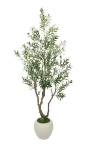 Oliwka w donicy 50x50x244cm