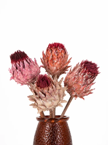 Protea suszona różowa