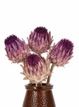 Protea suszona fioletowa