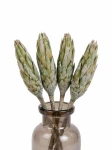 Protea suszona zielona