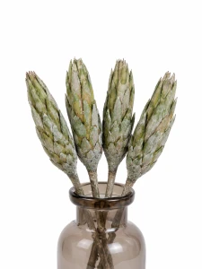 Protea suszona zielona