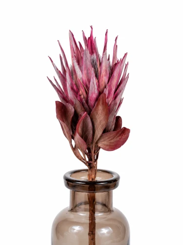 Protea suszona różowa duża