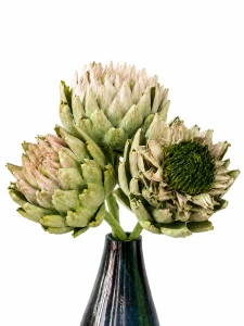 Protea suszona królewska zielona