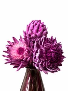 Protea suszona królewska różowa