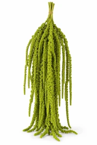 Amarantus stabilizowany zielony 115cm